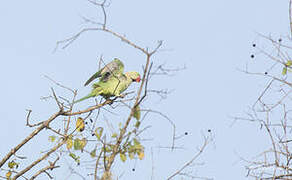 Alexandrine Parakeet