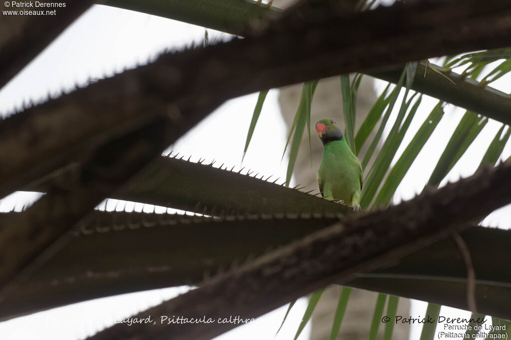 Layard's Parakeet male, identification, habitat