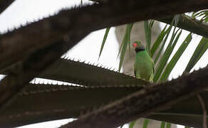 Layard's Parakeet