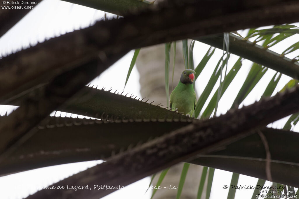 Layard's Parakeet male, identification, habitat