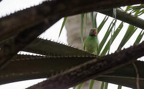 Layard's Parakeet