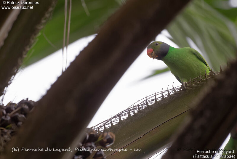 Layard's Parakeet male, identification, habitat, feeding habits