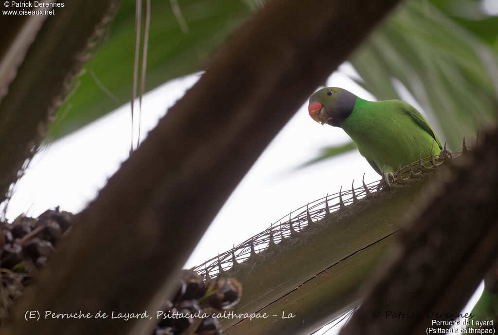 Layard's Parakeet male, identification, habitat, feeding habits