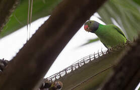 Layard's Parakeet