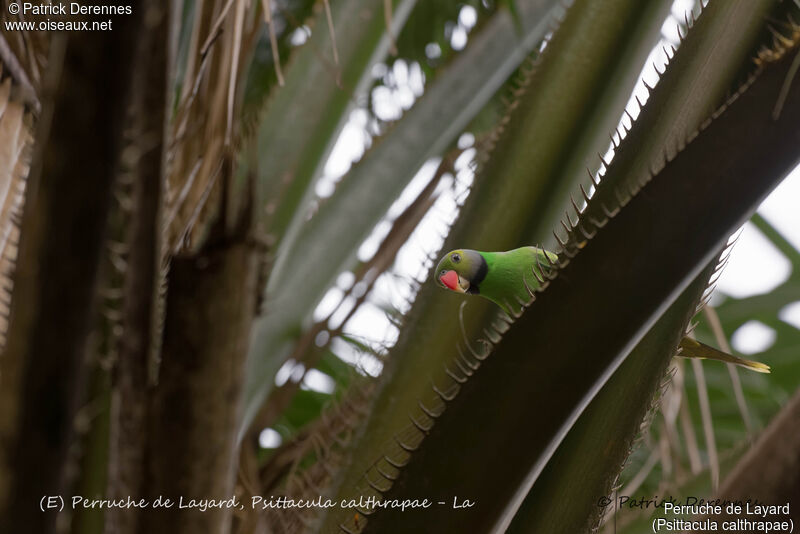 Layard's Parakeet male, identification, habitat
