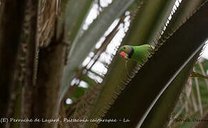 Layard's Parakeet