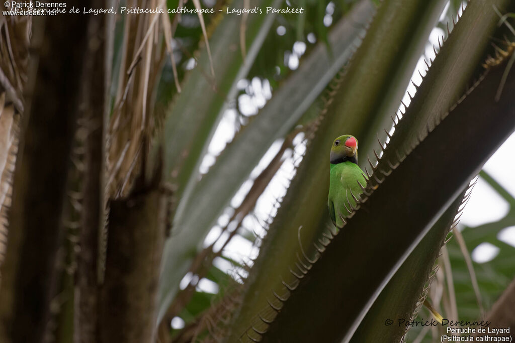 Layard's Parakeet male, identification, habitat