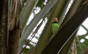 Layard's Parakeet