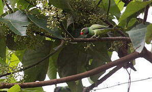 Layard's Parakeet