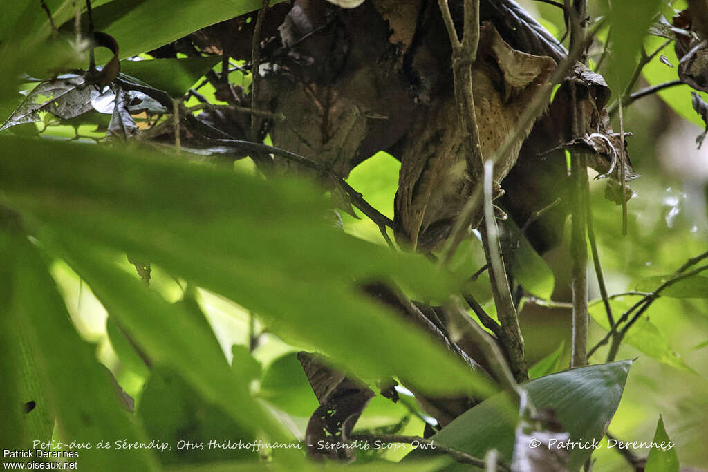 Serendib Scops Owladult, identification