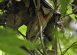 Serendib Scops Owl