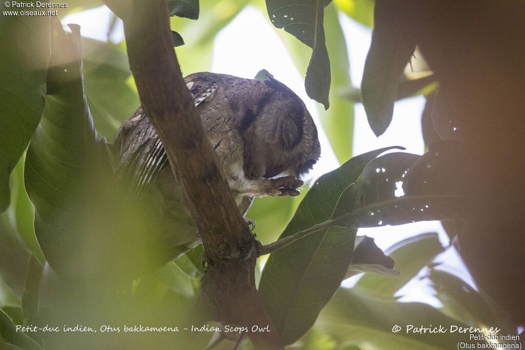 Indian Scops Owl, identification, habitat