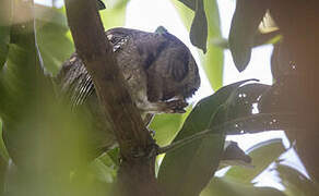 Indian Scops Owl