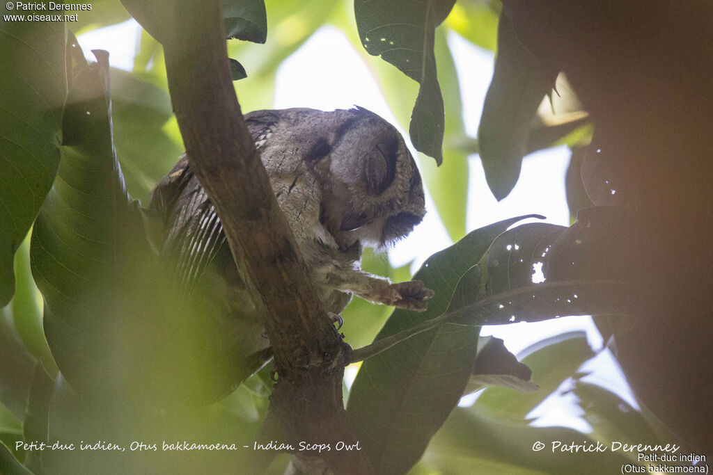 Indian Scops Owl, identification, habitat