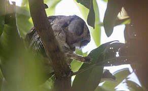 Indian Scops Owl