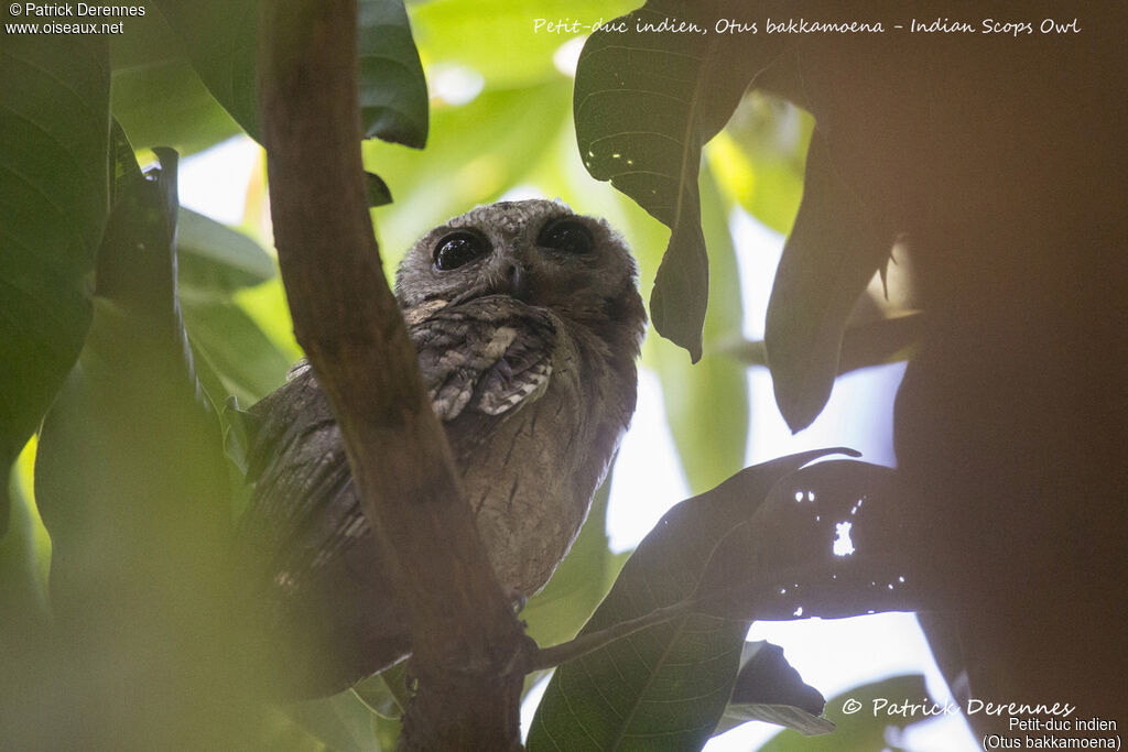 Indian Scops Owl, identification, habitat