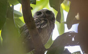 Indian Scops Owl