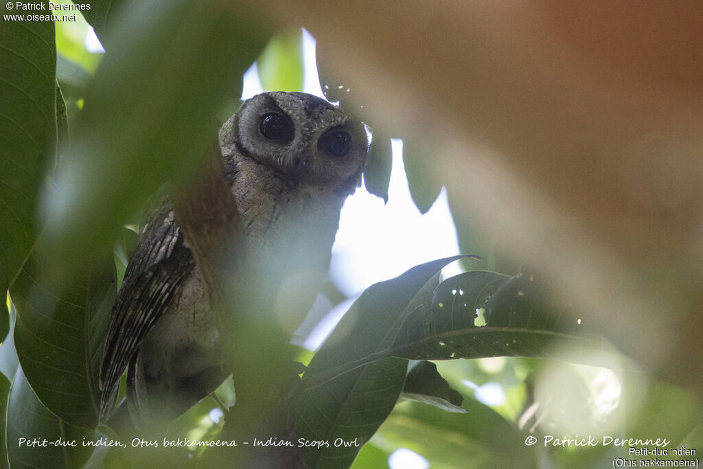 Petit-duc indien, identification, habitat