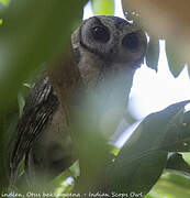 Indian Scops Owl