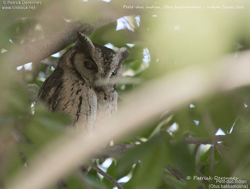 Indian Scops Owl, identification, habitat