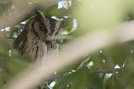 Indian Scops Owl