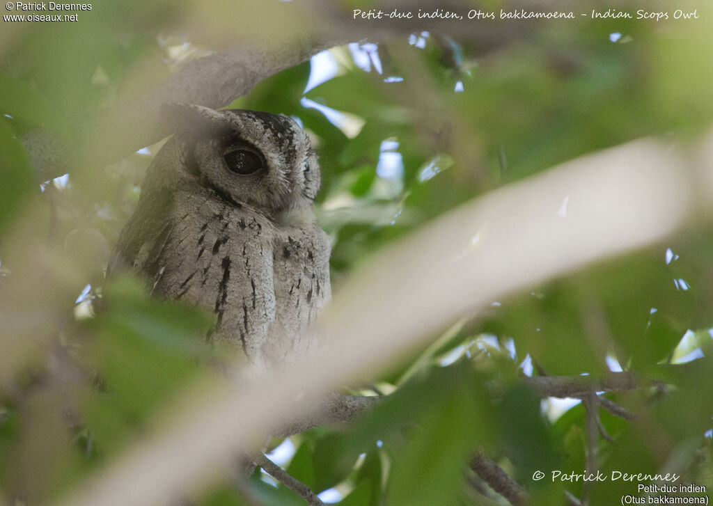 Indian Scops Owl, identification, habitat