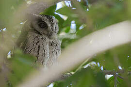 Indian Scops Owl