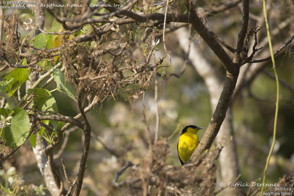 Common Iora male, identification, habitat