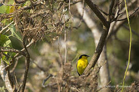 Common Iora