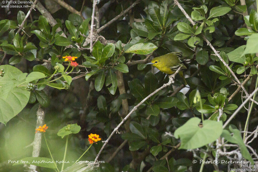 Petit Iora femelle, identification, habitat