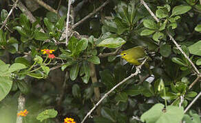 Common Iora