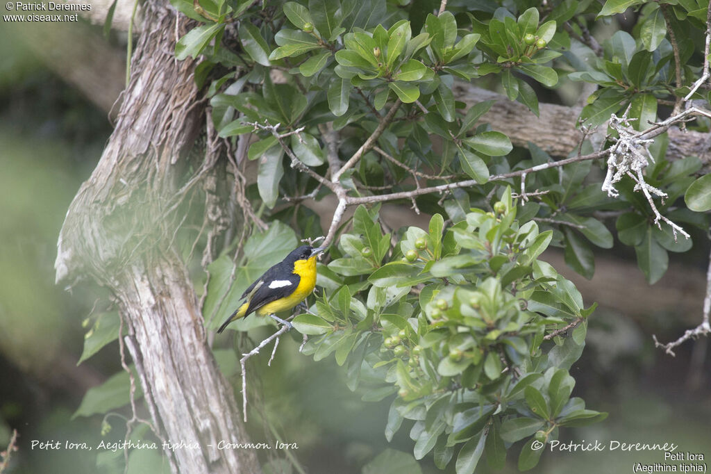 Petit Iora mâle, identification, habitat