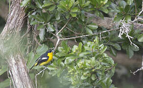 Common Iora