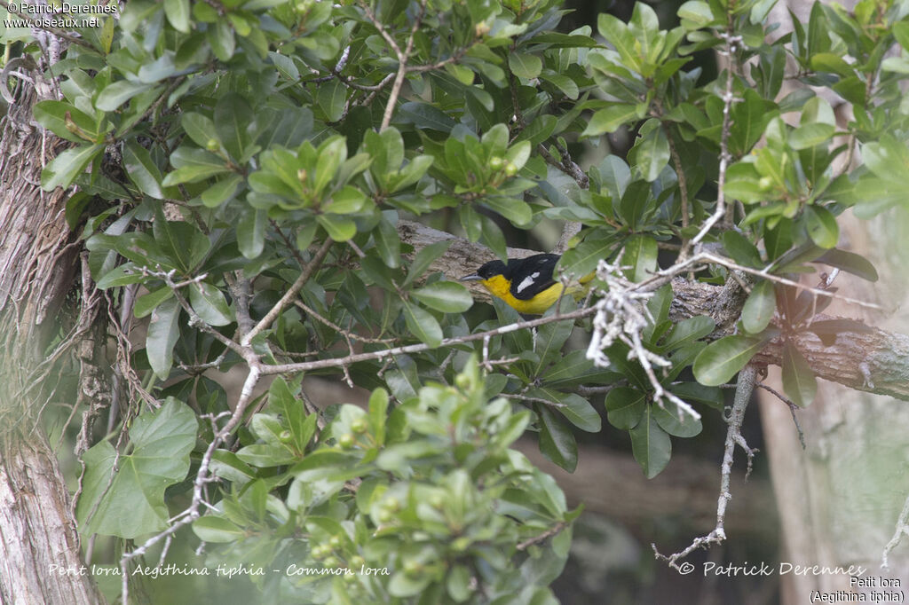 Common Iora male, identification, habitat