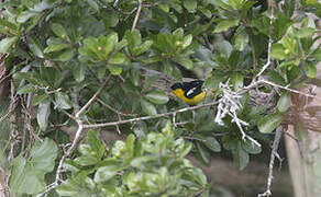 Common Iora