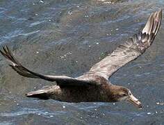 Northern Giant Petrel