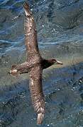 Southern Giant Petrel