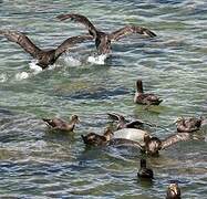 Southern Giant Petrel