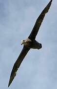 Southern Giant Petrel