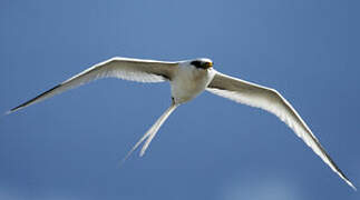 White-tailed Tropicbird