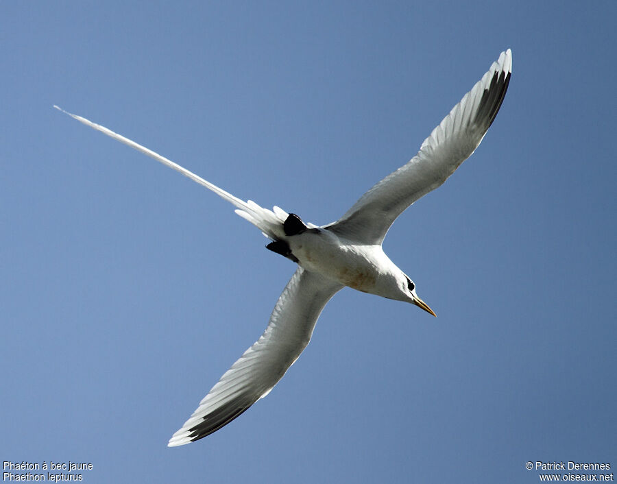 White-tailed Tropicbirdadult breeding, Flight