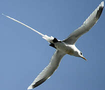 White-tailed Tropicbird