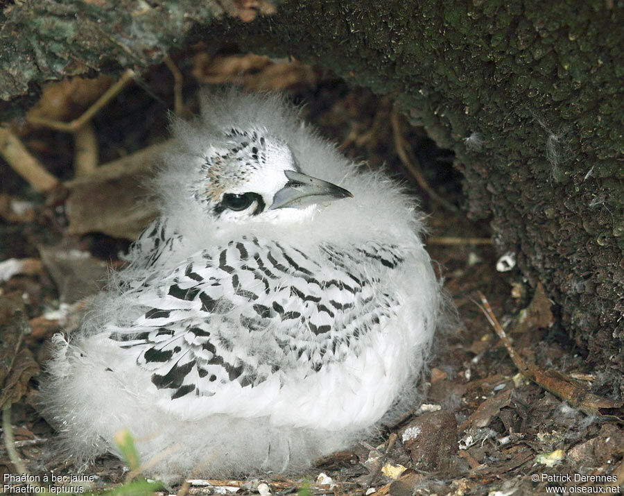 White-tailed TropicbirdFirst year, identification, Reproduction-nesting