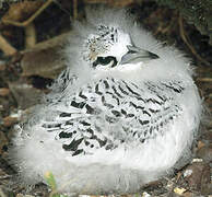 White-tailed Tropicbird