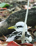 White-tailed Tropicbird