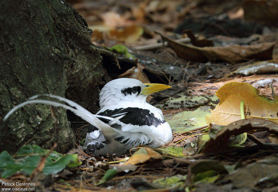 Phaéton à bec jauneadulte, identification, Nidification