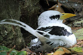 White-tailed Tropicbird