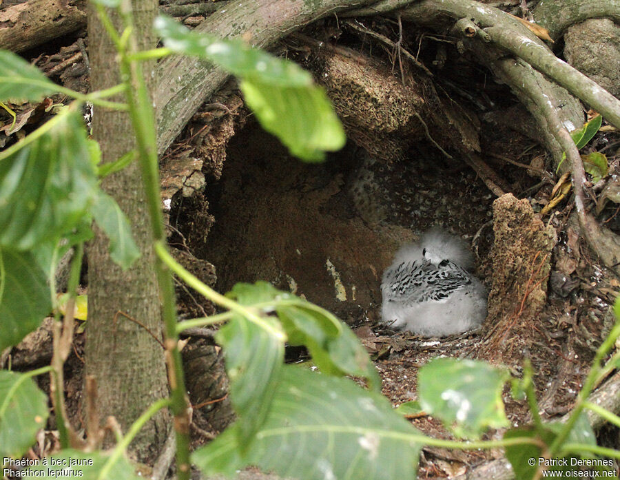 White-tailed TropicbirdFirst year, identification, Reproduction-nesting