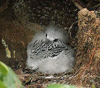 White-tailed Tropicbird