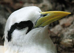 White-tailed Tropicbird